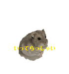 ハムすたんぷぅ（個別スタンプ：5）