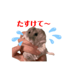 ハムすたんぷぅ（個別スタンプ：11）