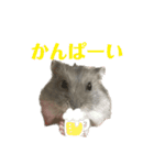 ハムすたんぷぅ（個別スタンプ：12）