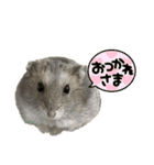 ハムすたんぷぅ（個別スタンプ：13）