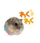 ハムすたんぷぅ（個別スタンプ：14）