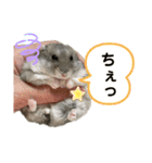 ハムすたんぷぅ（個別スタンプ：15）