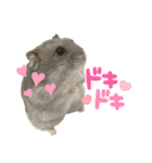 ハムすたんぷぅ（個別スタンプ：16）