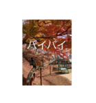 絶景と紅葉（個別スタンプ：6）