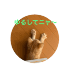 猫伝言（個別スタンプ：1）