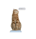 猫伝言（個別スタンプ：2）