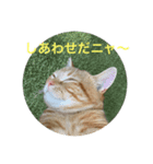 猫伝言（個別スタンプ：3）