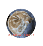 猫伝言（個別スタンプ：4）