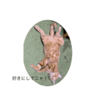 猫伝言（個別スタンプ：5）