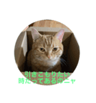 猫伝言（個別スタンプ：6）