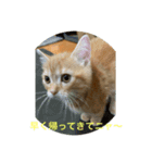 猫伝言（個別スタンプ：7）