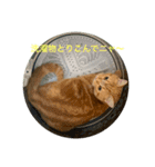 猫伝言（個別スタンプ：8）