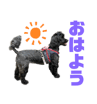 トイプードルとシーズーのMIX犬エマ 11弾（個別スタンプ：1）