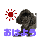 トイプードルとシーズーのMIX犬エマ 11弾（個別スタンプ：2）