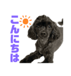 トイプードルとシーズーのMIX犬エマ 11弾（個別スタンプ：5）