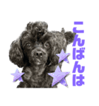 トイプードルとシーズーのMIX犬エマ 11弾（個別スタンプ：6）