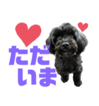 トイプードルとシーズーのMIX犬エマ 11弾（個別スタンプ：7）