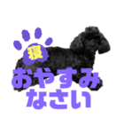 トイプードルとシーズーのMIX犬エマ 11弾（個別スタンプ：9）