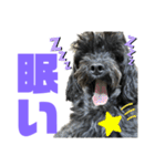 トイプードルとシーズーのMIX犬エマ 11弾（個別スタンプ：11）