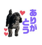 トイプードルとシーズーのMIX犬エマ 11弾（個別スタンプ：12）