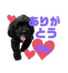 トイプードルとシーズーのMIX犬エマ 11弾（個別スタンプ：13）