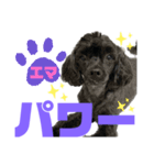 トイプードルとシーズーのMIX犬エマ 11弾（個別スタンプ：16）