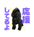 トイプードルとシーズーのMIX犬エマ 11弾（個別スタンプ：17）