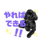 トイプードルとシーズーのMIX犬エマ 11弾（個別スタンプ：19）