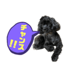 トイプードルとシーズーのMIX犬エマ 11弾（個別スタンプ：20）