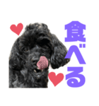 トイプードルとシーズーのMIX犬エマ 11弾（個別スタンプ：22）