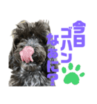 トイプードルとシーズーのMIX犬エマ 11弾（個別スタンプ：23）