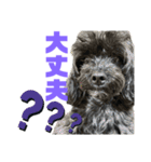 トイプードルとシーズーのMIX犬エマ 11弾（個別スタンプ：25）