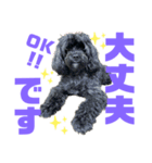 トイプードルとシーズーのMIX犬エマ 11弾（個別スタンプ：26）