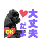 トイプードルとシーズーのMIX犬エマ 11弾（個別スタンプ：27）