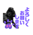 トイプードルとシーズーのMIX犬エマ 11弾（個別スタンプ：29）