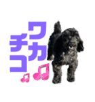 トイプードルとシーズーのMIX犬エマ 11弾（個別スタンプ：30）