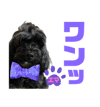 トイプードルとシーズーのMIX犬エマ 11弾（個別スタンプ：31）