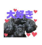 トイプードルとシーズーのMIX犬エマ 11弾（個別スタンプ：35）