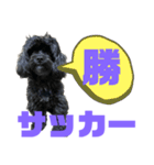 トイプードルとシーズーのMIX犬エマ 11弾（個別スタンプ：36）