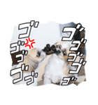 つくしとすみれ5 シーズー（個別スタンプ：3）