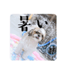 つくしとすみれ5 シーズー（個別スタンプ：6）