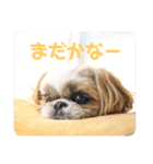つくしとすみれ5 シーズー（個別スタンプ：9）