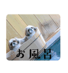 つくしとすみれ5 シーズー（個別スタンプ：14）