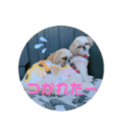 つくしとすみれ5 シーズー（個別スタンプ：15）