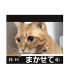 保護猫ミルクとマシュ（個別スタンプ：30）