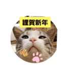 おめでたいにゃん（個別スタンプ：1）