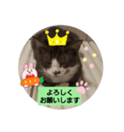 おめでたいにゃん（個別スタンプ：5）
