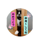 おめでたいにゃん（個別スタンプ：7）
