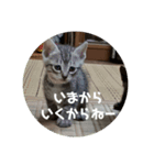 子にゃんの伝言（個別スタンプ：2）