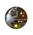 子にゃんの伝言（個別スタンプ：4）